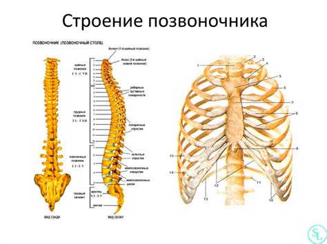 Анатомия позвоночника и его значение