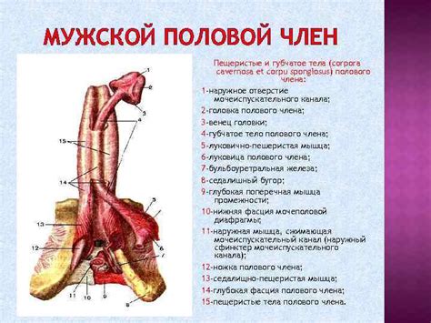 Анатомия полового члена