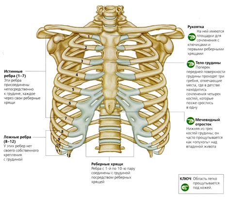 Анатомия ребер