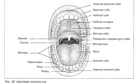 Анатомия рта в профиль