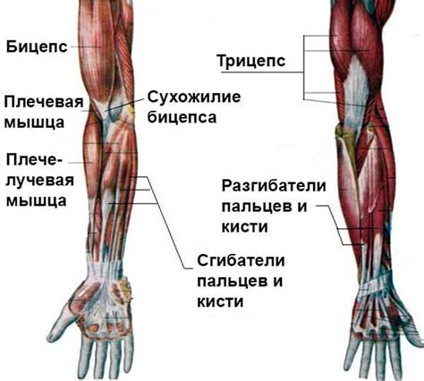 Анатомия руки и ее составляющие