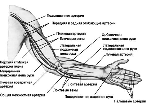 Анатомия рук мужчин и особенности циркуляции крови