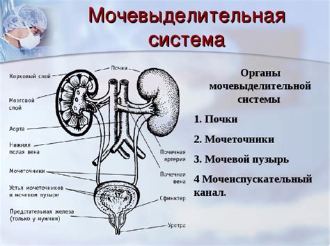 Анатомия сфинктера мочевого пузыря у мужчин