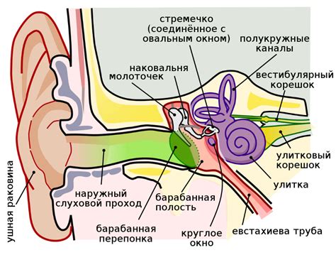 Анатомия уха и его функции