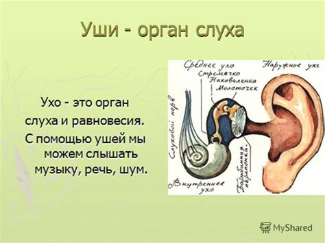 Анатомия человека: почему два уха, два глаза и один язык?