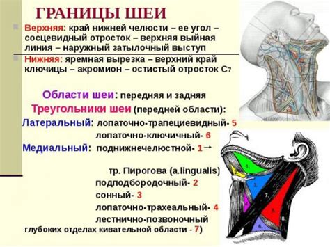 Анатомия шейных рецепторов