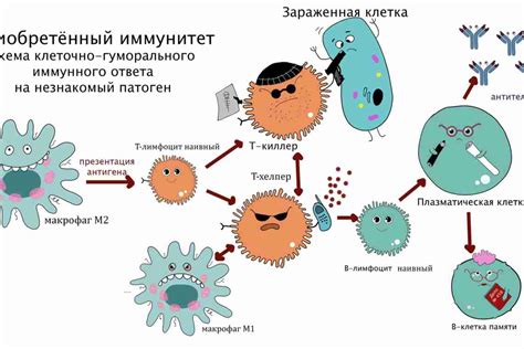 Антибиотики и иммунная система: