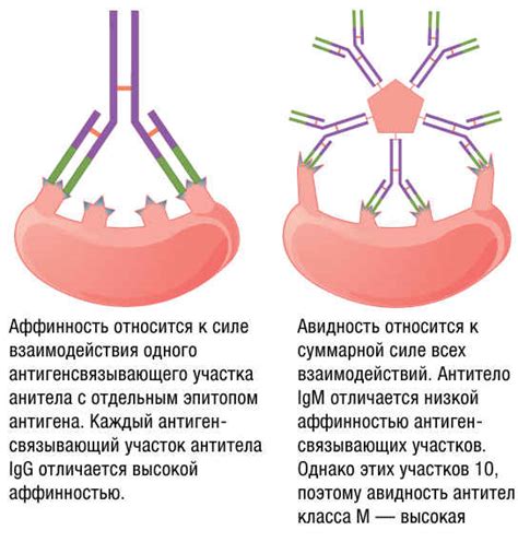 Антигены и антитела: ключевые факторы совместимости