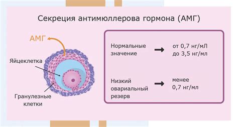 Антимюллеров гормон у женщин: причины повышения уровня