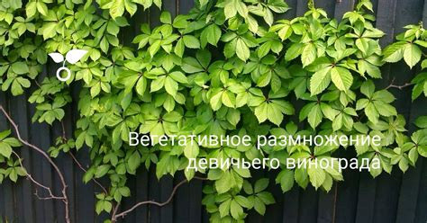 Антиоксиданты и антивоспалительные свойства плодов девичьего винограда