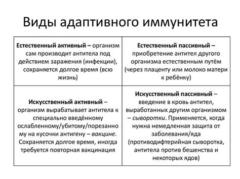 Антитела: ключевые элементы адаптивного иммунитета