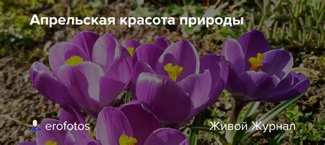 Апрельская сказка: необыкновенная красота природы весенним утром