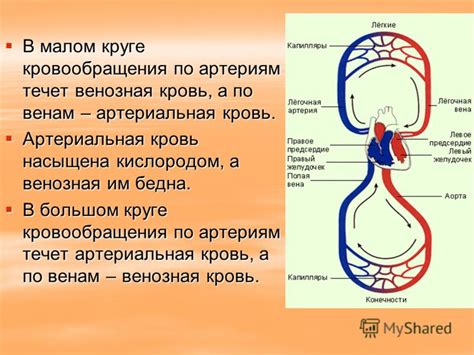 Артериальная циркуляция