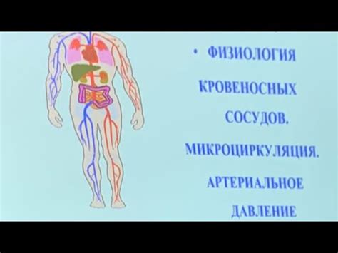 Артериальное давление и расширение кровеносных сосудов