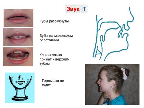 Артикуляционные органы и их роль в произношении звуков