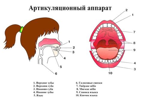 Артикуляция и дикция: ключ к ясности и выразительности