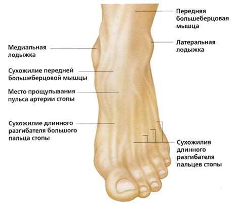 Артрит лодыжки как причина гула в ноге