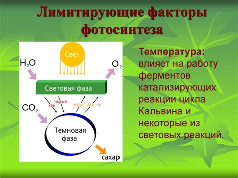 Атмосферные факторы, влияющие на процесс фотосинтеза