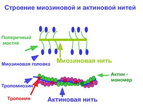 Атомы внутри миозиновых нитей