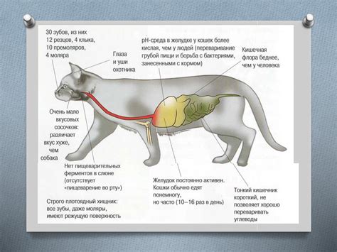 Аудиальные рефлексы кошек: физиологические особенности слуха