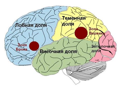 Афазия сна и дергательные рефлексы