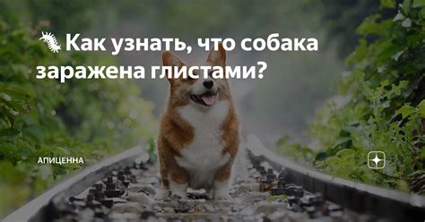 Аэрогенное заражение: может ли собака быть заражена воздушным путем?