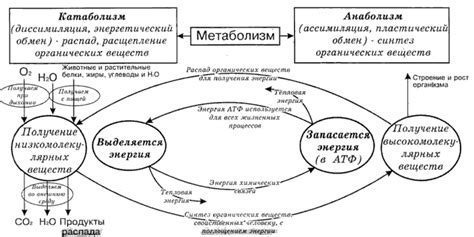 Базальный обмен веществ: основные функции