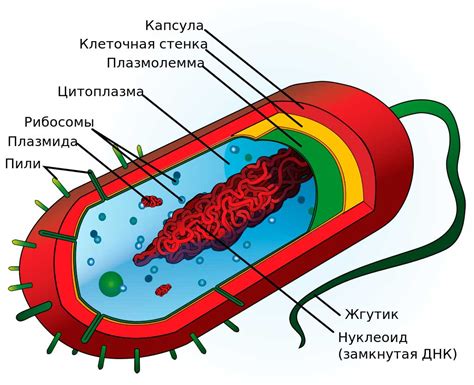 Бактериальные клетки: особенности и строение