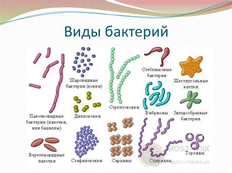 Бактерии и разложение пота