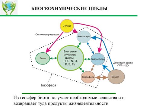 Бактерии как основные участники биогеохимических циклов