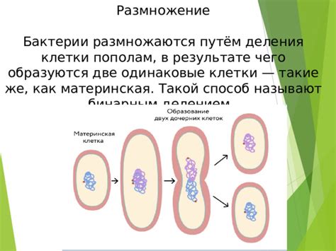 Бактерии размножаются путем деления