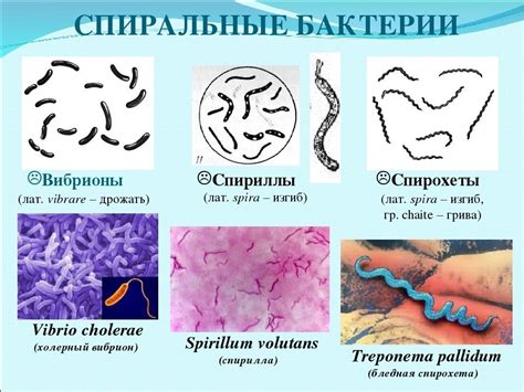 Бактерии с лап