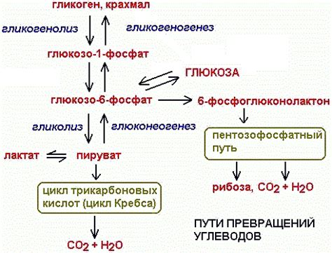 Баланс глюкозы в клетках