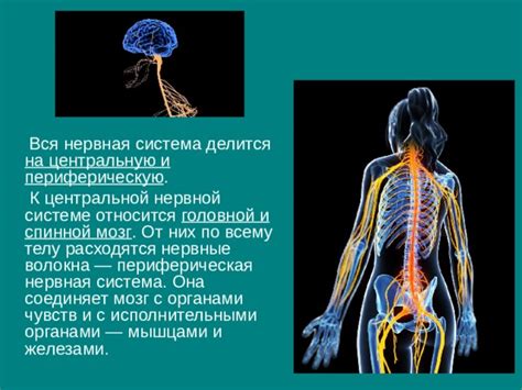 Баланс между нашими органами чувств и нервной системой