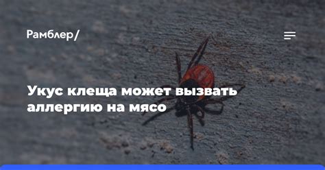 Барсучье мясо может вызвать аллергию