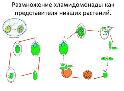 Безконтрольное размножение