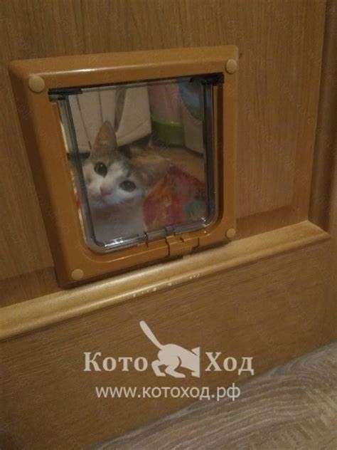 Безопасность для кота