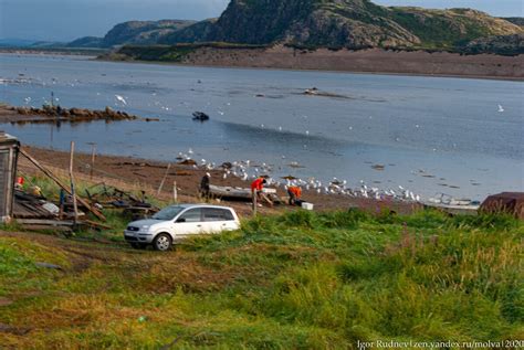 Безопасность купания в Баренцевом море летом