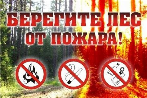 Безопасность при поиске осин в лесу