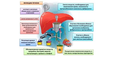 Белки и восстановление печени после печеночной комы