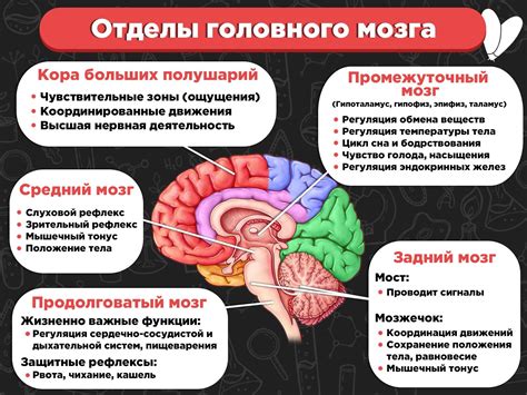 Белки и их важность для улучшения функций мозга