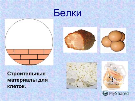 Белки – строительные материалы для организма