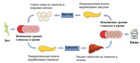 Белково-углеводное питание: основа восстановления