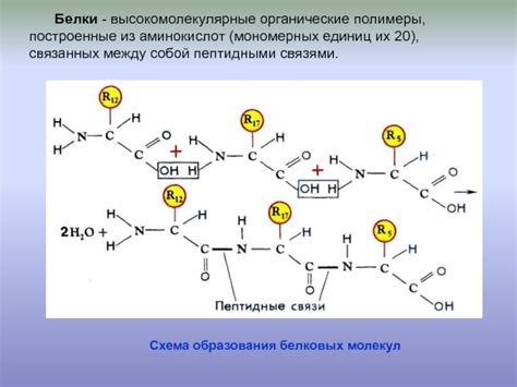 Белковые молекулы из пота