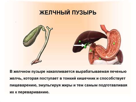 Бережное обращение с зондом после удаления желчного пузыря