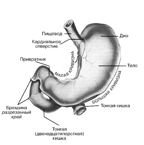 Бережно действует на желудок