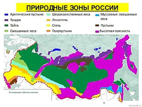 Березы и их повсеместное распространение в России