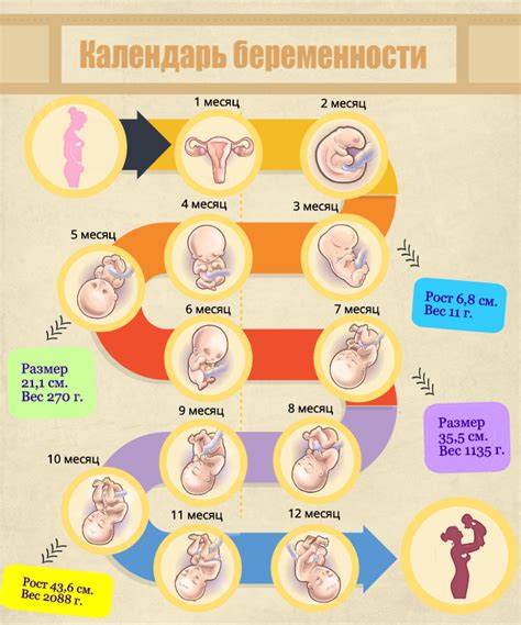 Беременность и ранний период после ее окончания