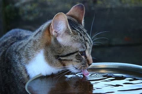 Беспокойство или нежелание: почему кошка может отказываться пить воду