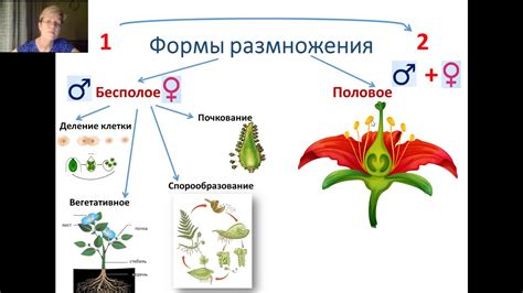 Бесполое размножение: отсутствие потерь и быстрое размножение